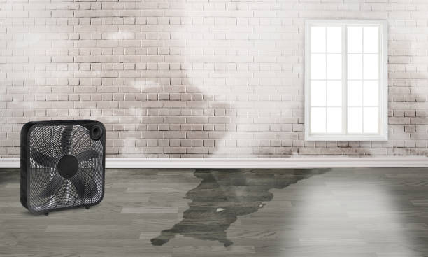 Best Water damage contractors near me  in South Chicago Heights, IL